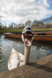 Asbaby the swan, grandson of Asbo, attacking punters on River Cam, Cambridge, Britain - 27 Mar 2015