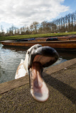 Asbaby the swan, grandson of Asbo, attacking punters on River Cam, Cambridge, Britain - 27 Mar 2015
