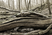Waldgeist Bodypainting mit Model Mandy