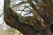Baum / Tree 