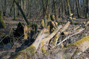 Baum / Tree 