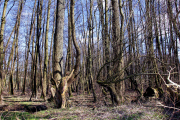 Baum / Tree 