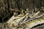 Baum / Tree 