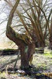 Baum / Tree 