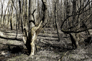 Baum / Tree 