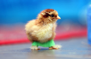 Chick fitted with special leg splints to stop it from falling over, Pontisticill, Wales, Britain - 08 Apr 2015