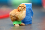 Chick fitted with special leg splints to stop it from falling over, Pontisticill, Wales, Britain - 08 Apr 2015