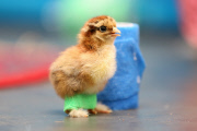 Chick fitted with special leg splints to stop it from falling over, Pontisticill, Wales, Britain - 08 Apr 2015