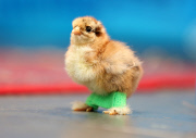 Chick fitted with special leg splints to stop it from falling over, Pontisticill, Wales, Britain - 08 Apr 2015