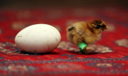 Chick fitted with special leg splints to stop it from falling over, Pontisticill, Wales, Britain - 08 Apr 2015
