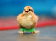 Chick fitted with special leg splints to stop it from falling over, Pontisticill, Wales, Britain - 08 Apr 2015