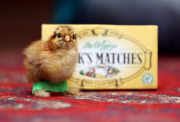 Chick fitted with special leg splints to stop it from falling over, Pontisticill, Wales, Britain - 08 Apr 2015