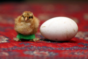 Chick fitted with special leg splints to stop it from falling over, Pontisticill, Wales, Britain - 08 Apr 2015