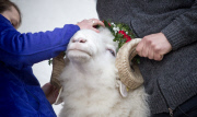 Virgentaler Sacrificial Ram