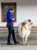 Virgentaler Sacrificial Ram