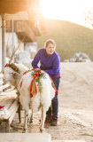 Virgentaler Sacrificial Ram