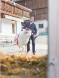 Virgentaler Sacrificial Ram