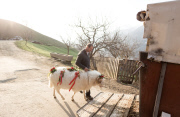 Virgentaler Sacrificial Ram