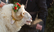Virgentaler Sacrificial Ram