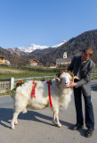 Virgentaler Sacrificial Ram