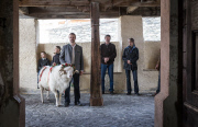 Virgentaler Sacrificial Ram