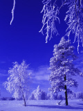 Russian Federation. Nature with a blue tint.