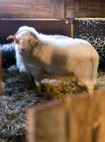 Virgentaler Sacrificial Ram