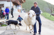 Virgentaler Sacrificial Ram