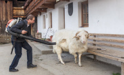 Virgentaler Sacrificial Ram