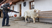 Virgentaler Sacrificial Ram