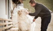 Virgentaler Sacrificial Ram