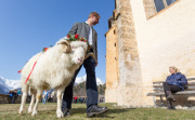 Virgentaler Sacrificial Ram
