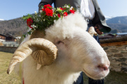 Virgentaler Sacrificial Ram