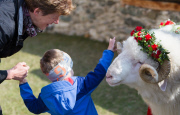 Virgentaler Sacrificial Ram