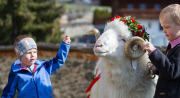 Virgentaler Sacrificial Ram