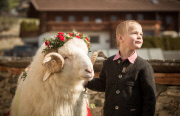 Virgentaler Sacrificial Ram