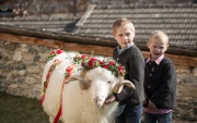Virgentaler Sacrificial Ram