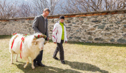 Virgentaler Sacrificial Ram
