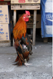 Indonesia Chicken standing upright