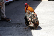 Indonesia Chicken standing upright