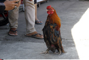 Indonesia Chicken standing upright