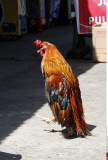 Indonesia Chicken standing upright