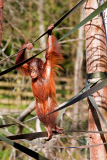 Female Bornean orangutan Mali walks a tightrope, Paignton Zoo, Devon, Britain - 20 Apr 2015