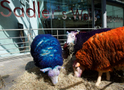 Latitude Sheep outside Sadler's Wells