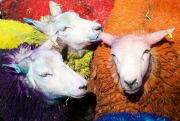 Latitude Sheep outside Sadler's Wells