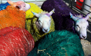 Latitude Sheep outside Sadler's Wells