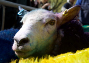 Latitude Sheep outside Sadler's Wells