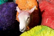 Latitude Sheep outside Sadler's Wells