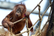 Sumatra Orangutan Baby Diri