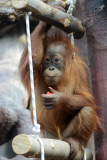 Sumatra Orangutan Baby Diri